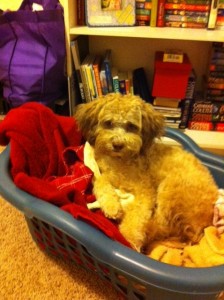 I like to "help" with laundry.